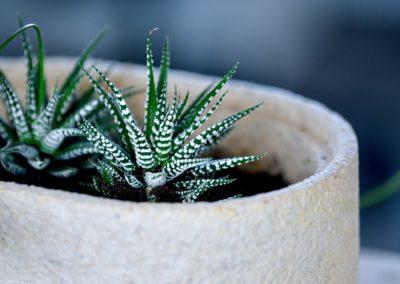 Pot pour cactés